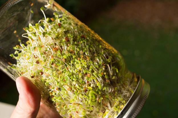 Healthy food - sprouting with Gate To Wellness